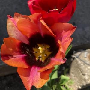 Meet your Posher, Pauline